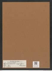 Coscinodiscus superbus Hardm (de-Toni-Nr.: Genus 202, Species 4873) Zeichnungen Sammlung Grunow Mappe 04714 (Herbarium_W_Grunow_drawings_Folder_04714)